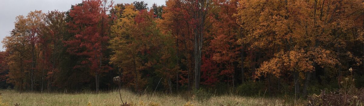 Soil Biogeochemistry – Trace Metals and Nutrients