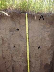 California Alfisol with markings   