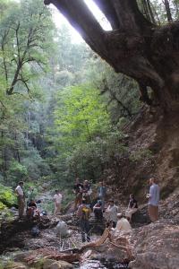 Eel River-Elder Creek river incision beneath california live oak