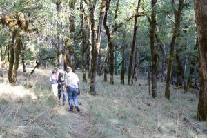 Eel River-Elder Creek tree grove native bunch grasses2