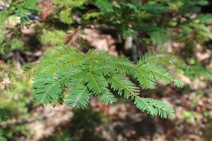 Eel River-Fox run creek Douglas Fir needles