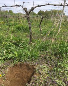 Ellison Estate Vineyard soil pit Richardson