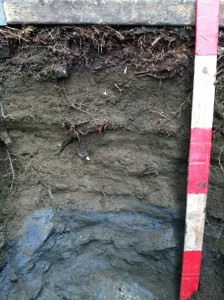 Great Hosmer soil Pit   
