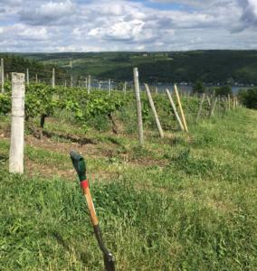 Keuka Lake Vineyard Green Lek soil Richardson