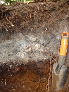 Mt Cardigan coniferous Spodosol   