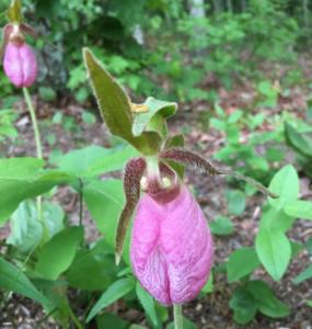 Pink lady slipper Connecticut Richardson