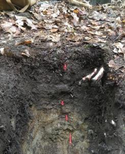 Soggy mine soil with hydromorphic features