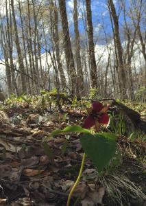 Trillium on Cascade Mountain