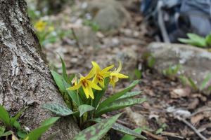 Trout lilies on Cascade Mountain